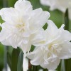 Narcissus 'Calgary' (Daffodil 'Calgary')