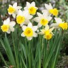 Narcissus 'Anniversary Gift' (Daffodil 'Anniversary Gift')