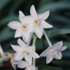 Narcissus papyraceus (Paper-white daffodil)