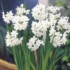 	        Narcissus papyraceus (Paper-white daffodil)	    