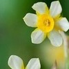 	        Narcissus 'Edgedin Gold' (Daffodil 'Edgedin Gold')	    