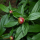 Paeonia lactiflora (any variety)