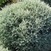 Santolina chamaecyparissus var. nana (Dwarf lavender cotton)