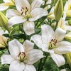 Lilium (any Oriental variety) (Lily (any Oriental variety))