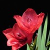 	        Gladiolus flanaganii (Suicide lily)	    