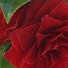 	        Camellia japonica 'Black Tie' (Camellia 'Black Tie')	    