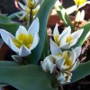 	        Tulipa biflora 'Maxima' (Two-flowered tulip 'Maxima')	    