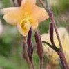 Oenothera 'Apricot Delight' (Evening primrose 'Apricot Delight')