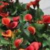 Zantedeschia 'Red Alert' (Arum lily 'Red Alert')