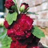 Alcea rosea double scarlet-flowered (Hollyhock double scarlet-flowered)