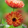 Calendula officinalis Touch of Red Series (Common marigold Touch of Red Series)