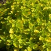 Origanum vulgare 'Thumble's Variety' (Oregano 'Thumble's Variety')