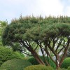 Pinus densiflora 'Umbraculifera' (Japanese red pine 'Umbraculifera' )