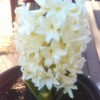 Hyacinthus orientalis 'Gipsy Princess'
