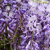 Wisteria sinensis 'Amethyst' (Chinese wisteria 'Amethyst')