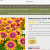 African daisy (any variety) (Osteospermum (any variety))