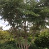 Aralia chinensis  (Chinese angelica tree)