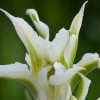 	        Tulipa 'Greenstar' (Tulip 'Greenstar')	    