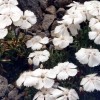	        Dianthus alpinus 'Albus' (White alpine pink)	    