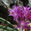 	        Allium falcifolium (Sickle-headed garlic)	    