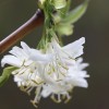 Lonicera x purpusii 'Winter Beauty' (Honeysuckle 'Winter Beauty')