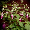             Fuchsia 'Minirose' (Fuchsia 'Minirose')        