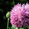 	        Papaver somniferum 'Double Lilac' (Opium poppy 'Double Lilac')	    