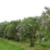 Syringa vulgaris 'Katherine Havemeyer' (Lilac 'Katherine Havemeyer')