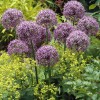 Allium stipitatum 'Violet Beauty' (Persian shallot 'Violet Beauty')