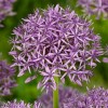 Allium stipitatum 'Violet Beauty' (Persian shallot 'Violet Beauty')