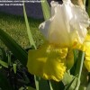             Iris 'Tulip Festival' (Iris 'Tulip Festival')        