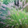 Pennisetum alopecuroides 'Hameln' (Chinese fountain grass 'Hameln')