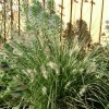 Pennisetum alopecuroides 'Hameln' (Chinese fountain grass 'Hameln')