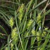             Carex lupulina (Hop sedge)        