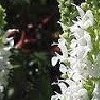 Salvia x superba 'Merleau White'