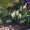 Salvia x superba 'Merleau White' (Hybrid sage 'Merleau White')