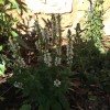 Salvia x superba 'Merleau White' (Hybrid sage 'Merleau White')