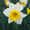 Narcissus 'Cornish King' (Daffodil 'Cornish King')