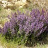 Salvia lavandulifolia (Lavender-leaved sage)