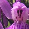 Dactylorhiza elata (Robust marsh orchid)