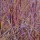 Miscanthus sinensis 'Purple Fall'
