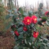 Camellia japonica 'Bob Hope' (Camellia 'Bob Hope')