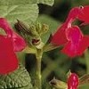 Salvia greggii 'Navajo Bright Red' (Navajo Series)