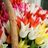 Tulipa 'Lily' (Tulip 'Lily Flowering')