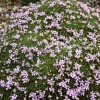 Dianthus arpadianus var. pumilus (Alpine pink)