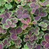 	        Trifolium repens 'Purpurascens' (Purple clover)	    