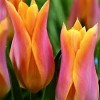 	        Tulipa 'Marianne' (Tulip 'Marianne')	    