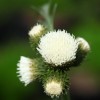 Cirsium rivulare 'Frosted Magic' 