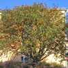 Sorbus aucuparia var. xanthocarpa (Yellow-berried rowan)