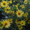 Helianthus 'Lemon Queen' (Sunflower 'Lemon Queen')
